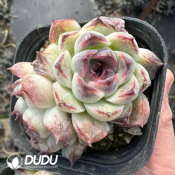 Echeveria Black Crystal Double Head - Image 1
