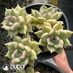 Echeveria Arzee Clustering