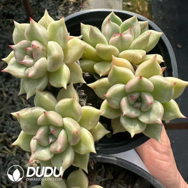 Echeveria Arzee Clustering - Image 1