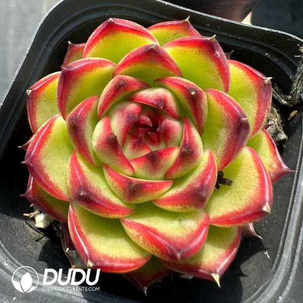 Echeveria Moonstone - Image 1