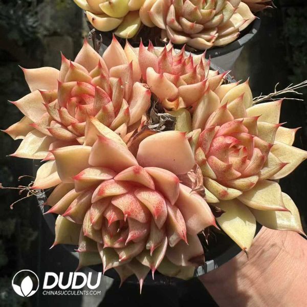 Echeveria Golden Ben Badis - Image 1