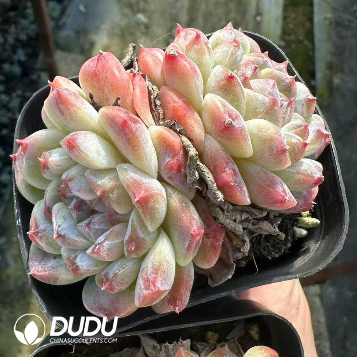 e201-177.jpg Echeveria Ice Soul Double Head - Image 1