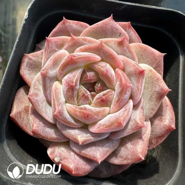 Echeveria Death - Image 1