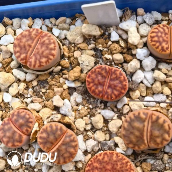 Lithops Bromfieldii var. glaudinae C348 (1000+ pcs) - Image 1