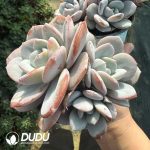 Echeveria Tea with milk Clustering