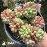 Sedum Jade Curtain Clustering