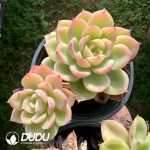 Echeveria Hami Melon Double Head