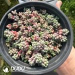 Sedum dasyphyllum Lilac Mound