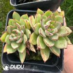Echeveria Cinderella Double Head