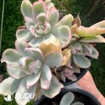 Echeveria Berkeley Variegated Clustering