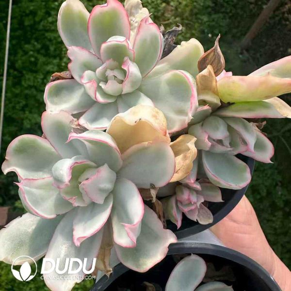 Echeveria Berkeley Variegated Clustering - Image 1