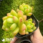 Sedum Alice Evans Clustering