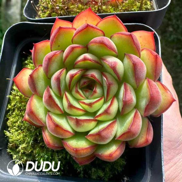 Echeveria Dream Rose - Image 1