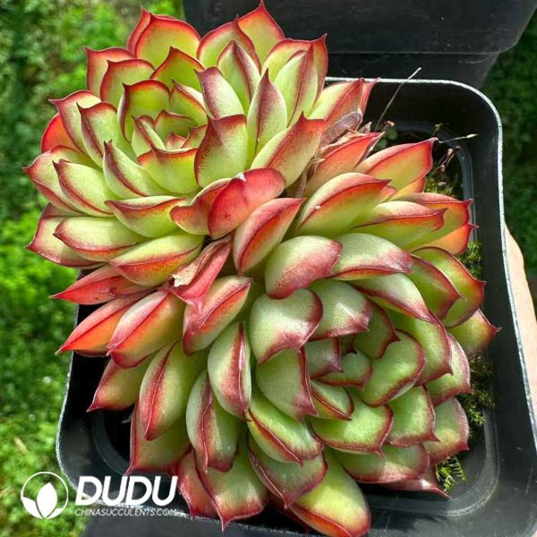 e201-188.jpg Echeveria Dream Rose Double Heads - Image 1