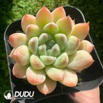 Echeveria Little Raccoon