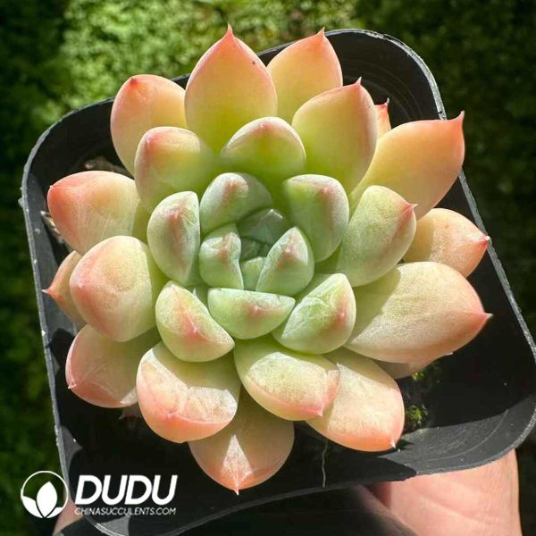 e201-189.jpg Echeveria Little Raccoon - Image 1