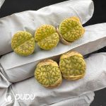 Lithops Bromfieldii v. insularis 'Sulphurea' C362 (1000+ pcs)