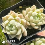 Echeveria Elegans Alba Double Heads