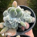 Echeveria Frosty Cristata