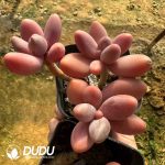 Pachyphytum Ganzhou