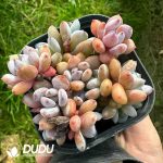 Echeveria Augustus Clustering