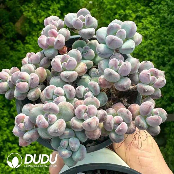 e201-195.jpg Sedum Tom Clustering - Image 1