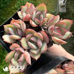 Echeveria Moon Goddess Clustering