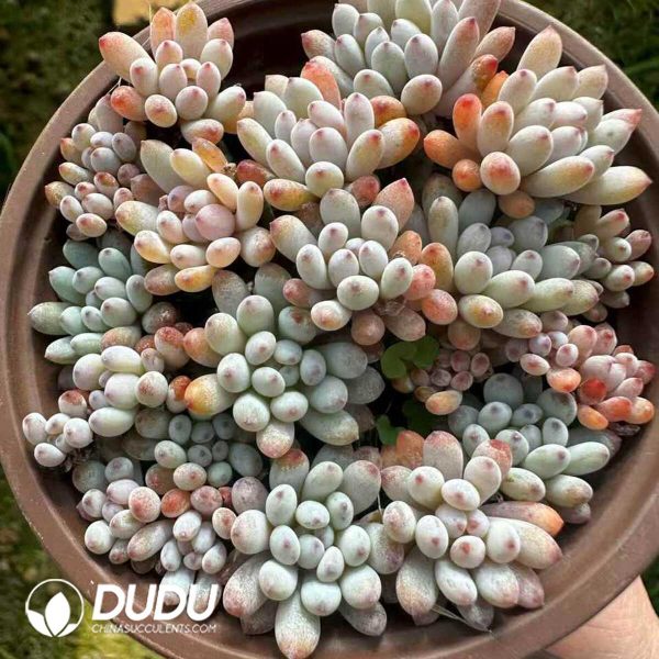 e201-197.jpg Graptopetalum pachyphyllum Bluebean Clustering - Image 1