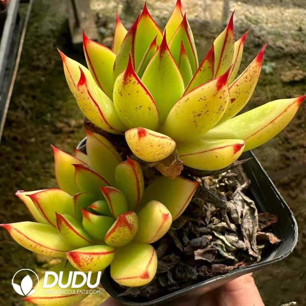 e201-198.jpg Echeveria Golden Rain Double Head - Image 1