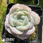 Echeveria Ice Green