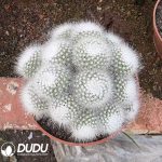 (Grafted)Parodia scopa var. albispinus Clustering