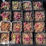 Conophytum Mixed (1000pcs)