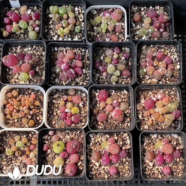 Conophytum Mixed (1000pcs) - Image 1