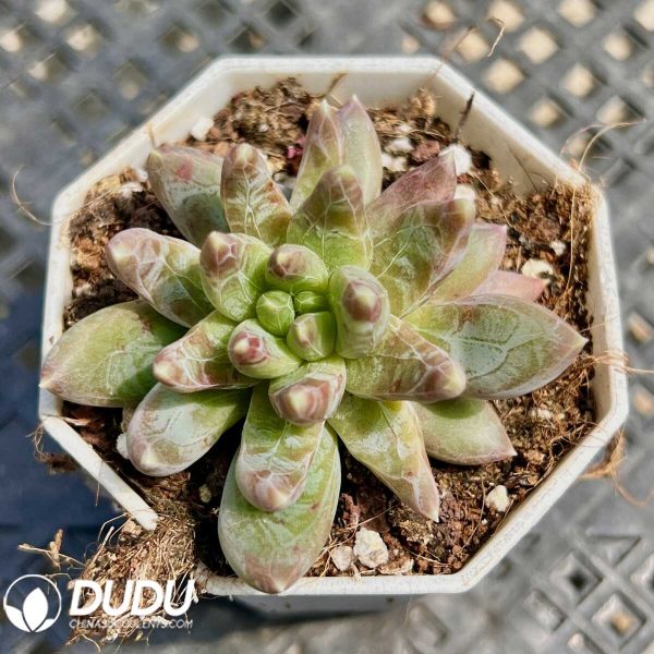 Pachyphytum Panettone - Image 1