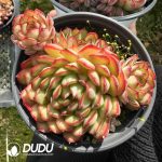 Echeveria Dream Rose Clustering