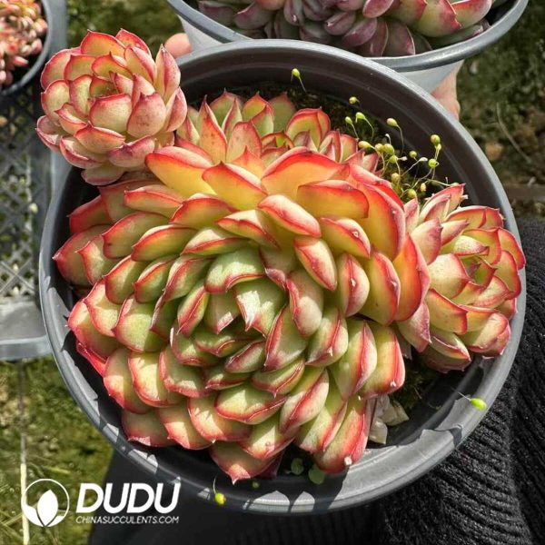 Echeveria Dream Rose Clustering - Image 1