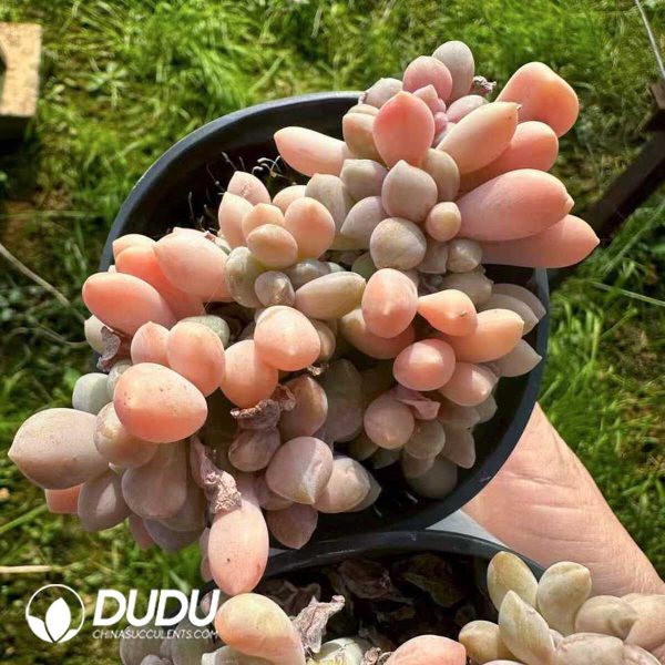 e201-201.jpg Pachyphytum amethystina - Image 1