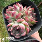 Echeveria Honey Peach Clustering