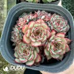 Echeveria Super Circle