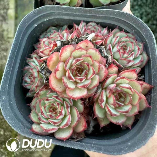 Echeveria Super Circle - Image 1