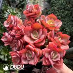 Echeveria Suyon Clustering