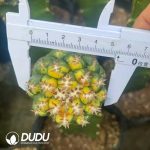 (Grafted)Coryphantha elephantidens