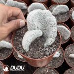 (Grafted)Lobivia albolanata f. cristata