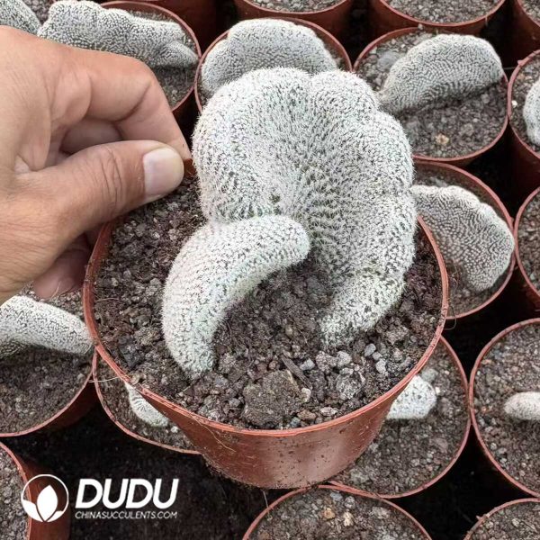 (Grafted)Lobivia albolanata f. cristata - Image 1