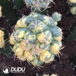 (Grafted)Coryphantha Spiny Ivory Variegatd