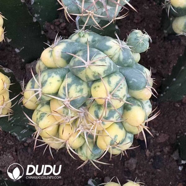 (Grafted)Coryphantha Spiny Ivory Variegatd - Image 1