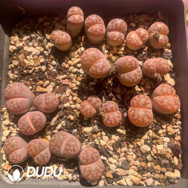 Lithops Coleorum C396 (1000+ pcs) - Image 1