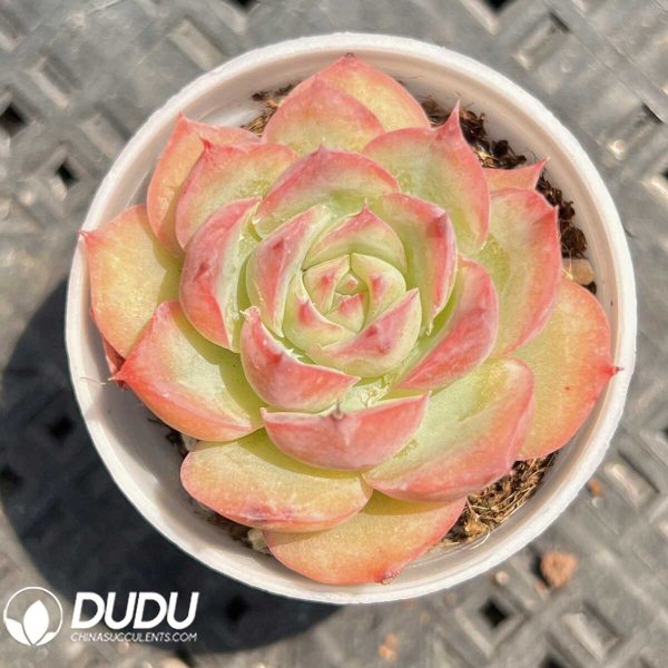 e201-21.jpg Echeveria Wild Berries - Image 1