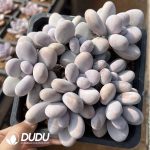 Pachyphytum Egg Beauty Clustering