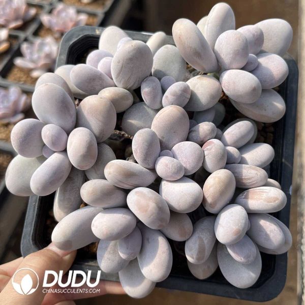 Pachyphytum Egg Beauty Clustering - Image 1